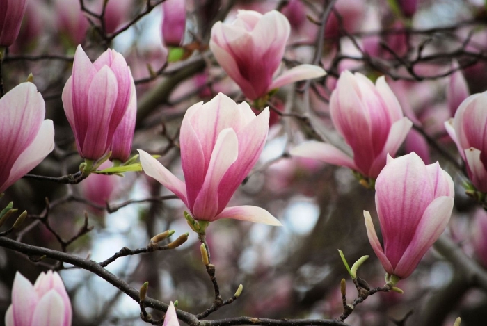 Магнолия суланжа тюлип