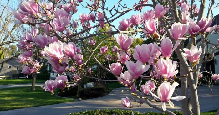 Магнолии в сочи