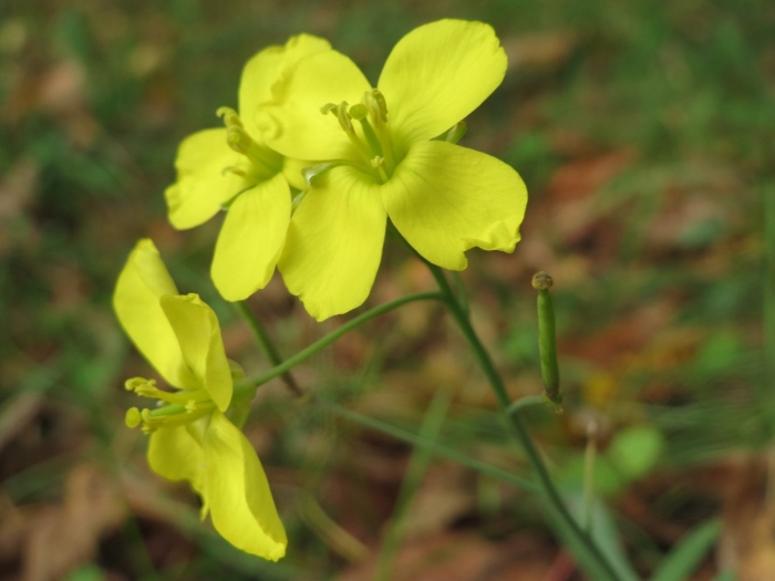 Diplotaxis siettiana