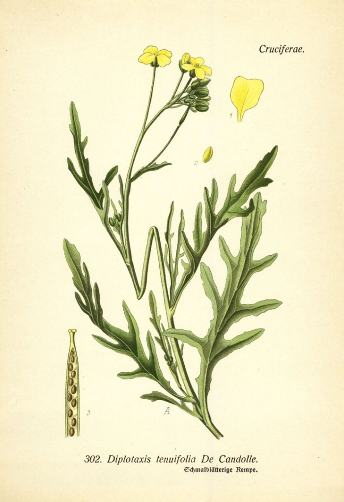 Сурепка ботаническая иллюстрация