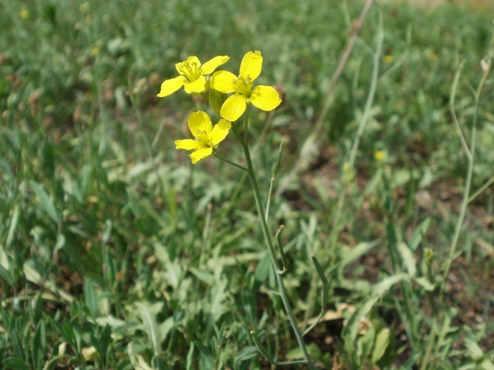 Свербига восточная плод