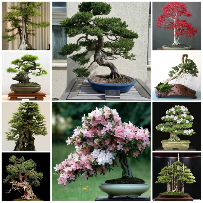 Будзинги бонсай