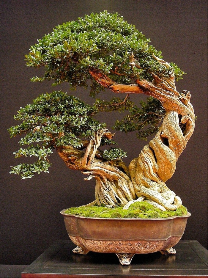 Bonsai tree