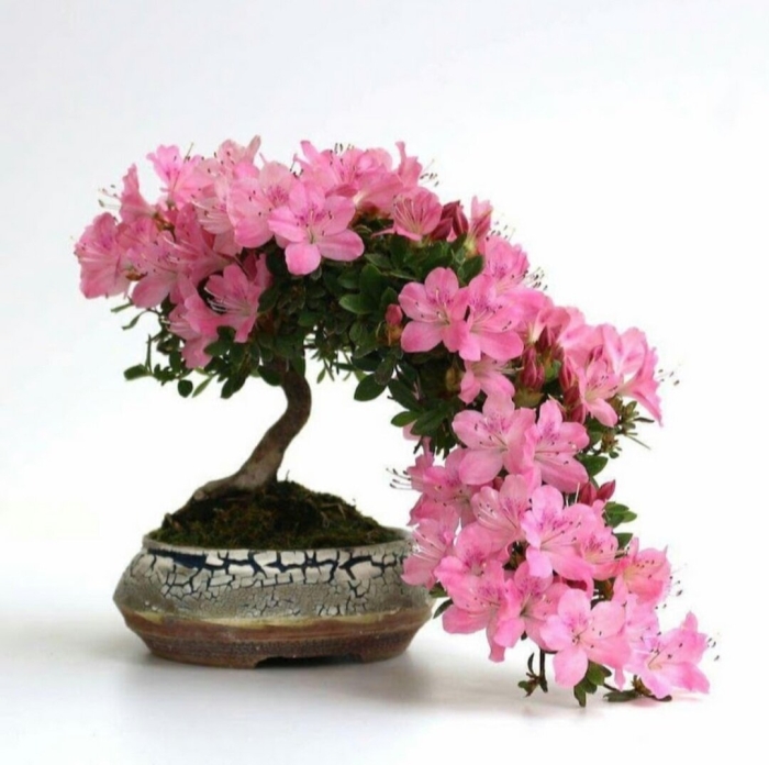 Азалия микрантум бонсай