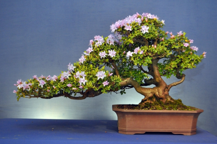 Банзай китайское дерево