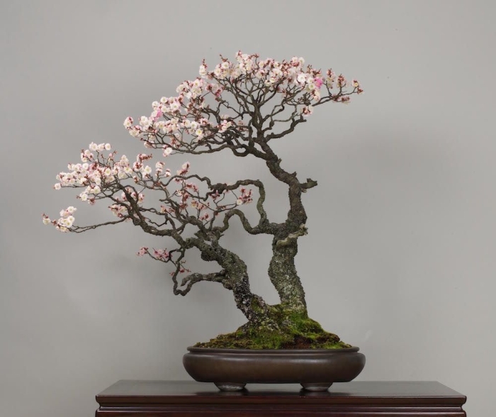 Бонсай prunus serrulata