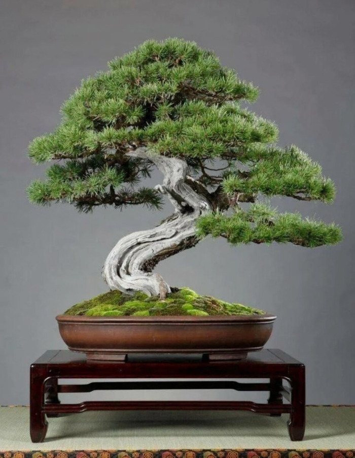 Карликовый бонсай