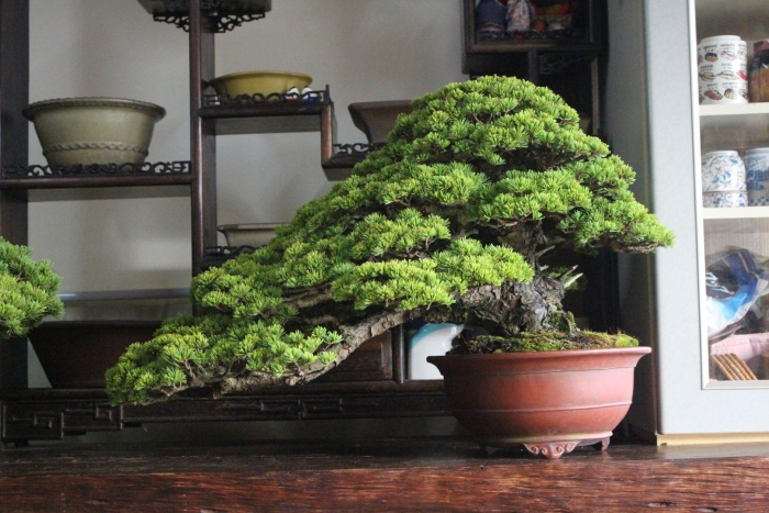 Бонсай японская сосна