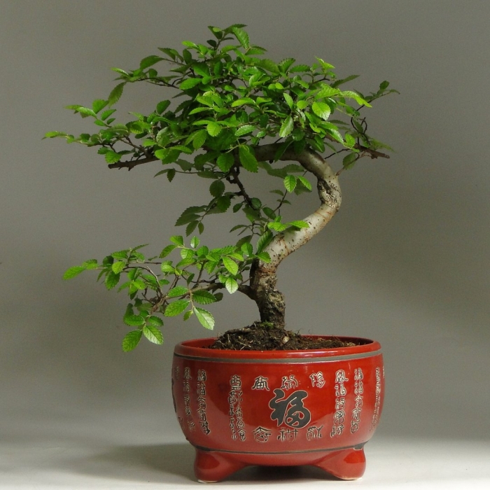 Комнатное растение бонсай