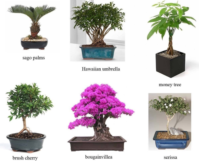 Шеффлера древовидная бонсай