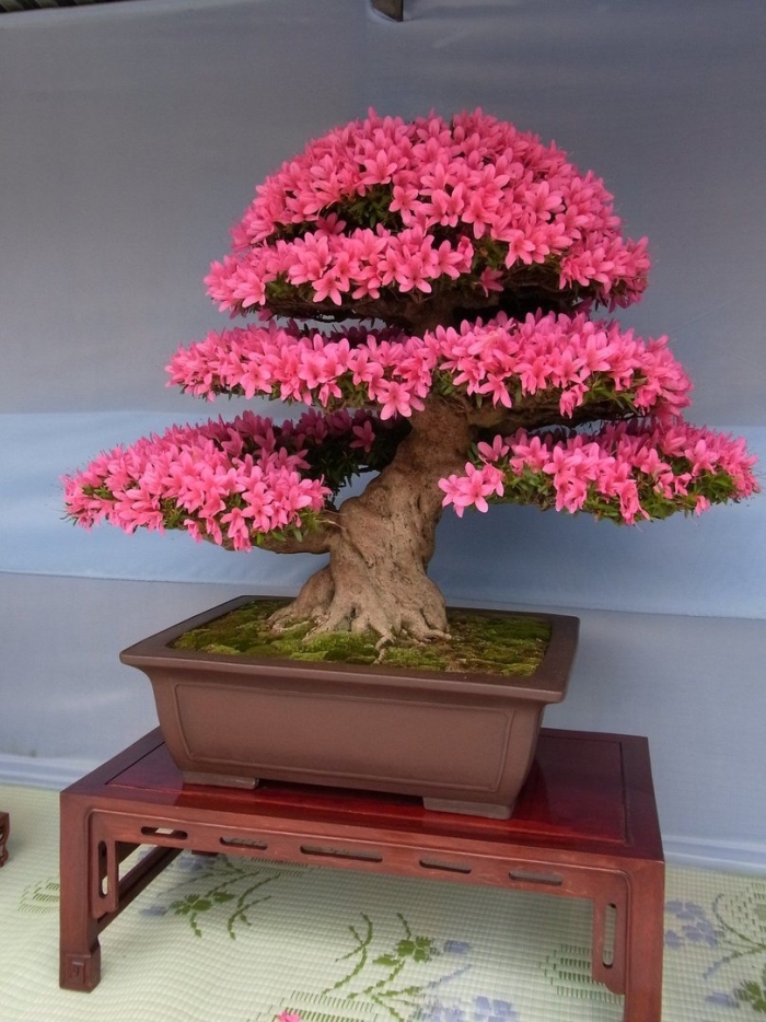 Бонсай растение