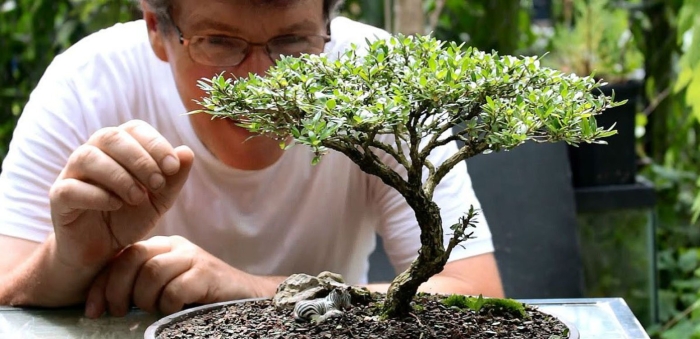 Бонсай в домашних условиях