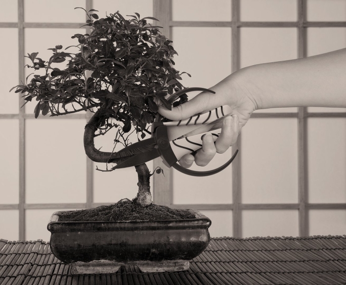 Мирт бонсай