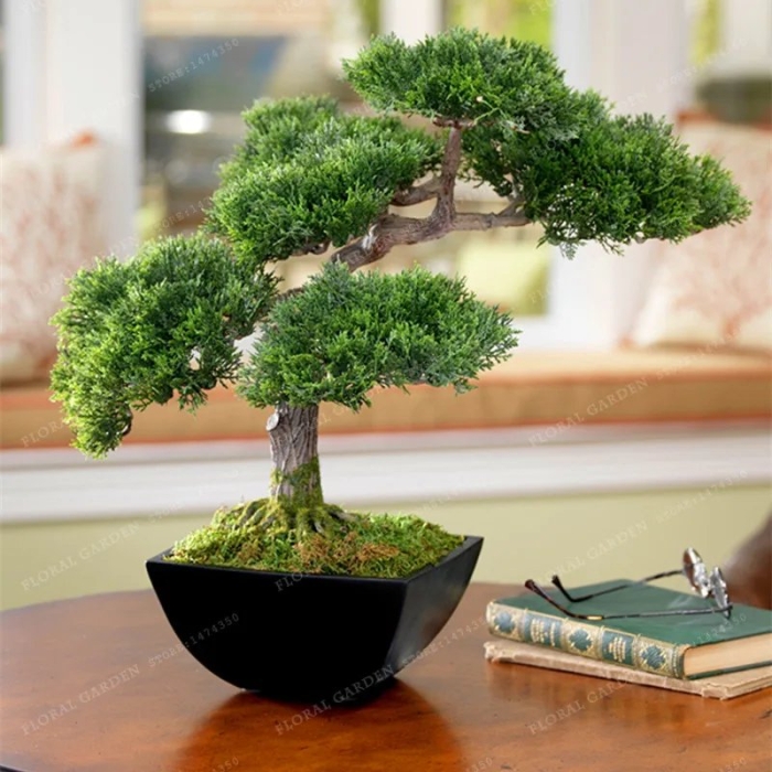 Сагереция бонсай