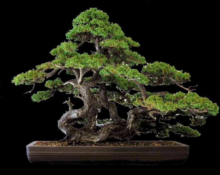 Япония дерево бонсай