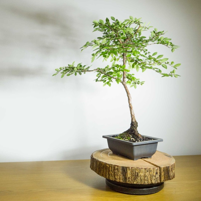 Бонсай ясень