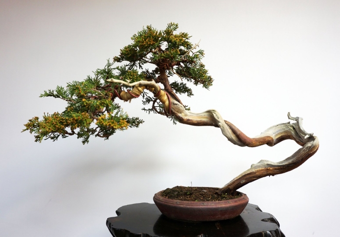 Бундзинги бонсай