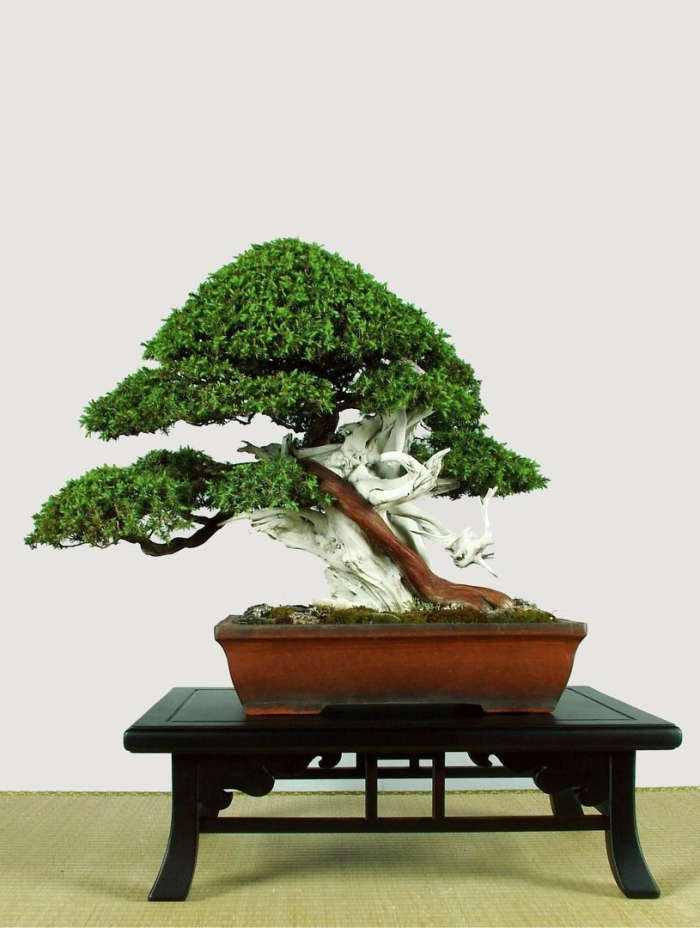 Бонсай цветок
