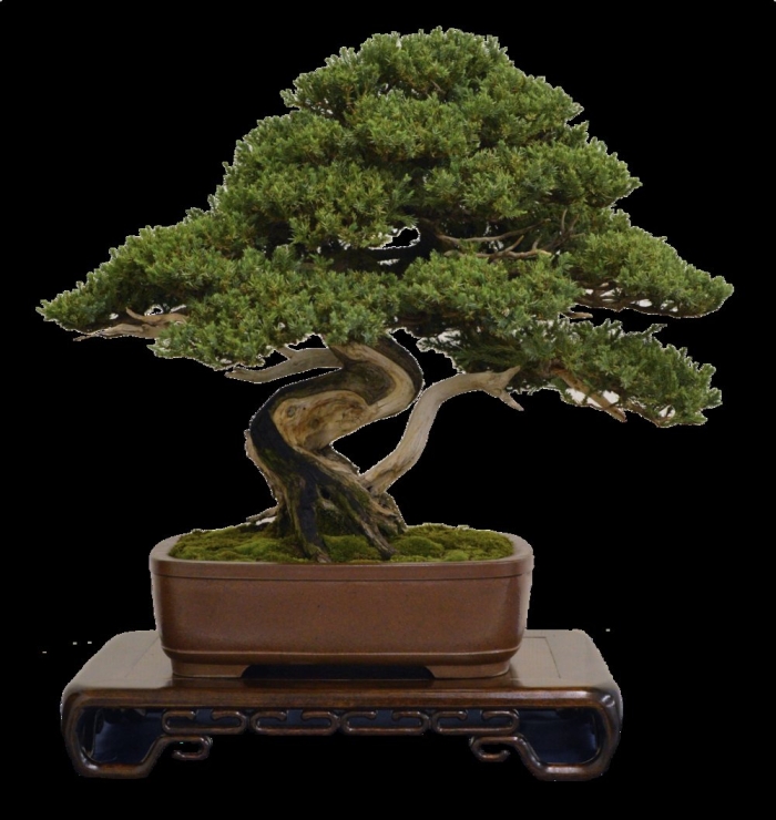 Бонсай сосна