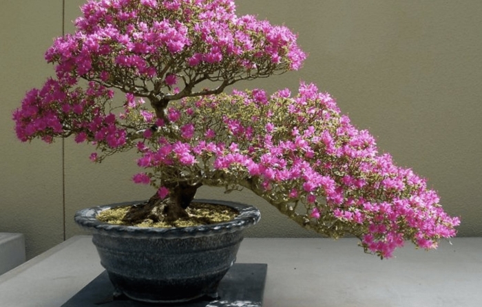 Бонсай азалия