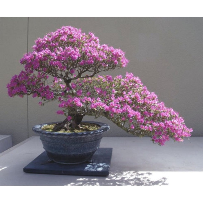 Бонсай сакура