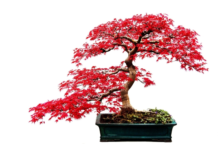 Японский красный клен бонсай
