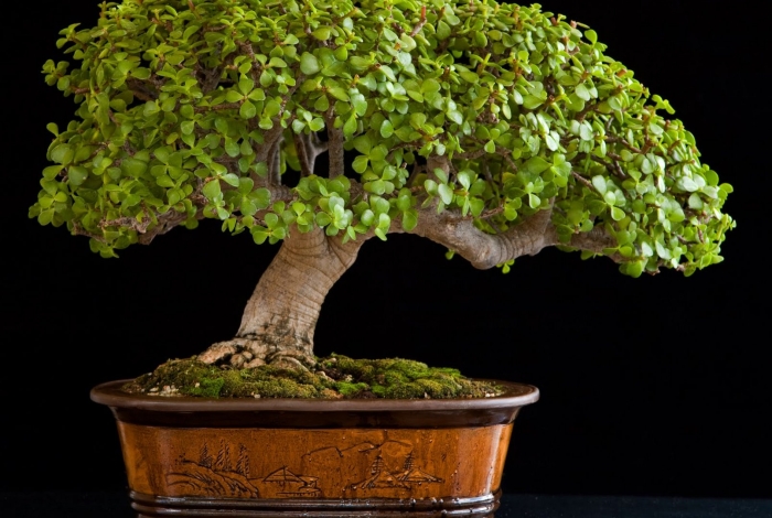 Бонсай денежное дерево