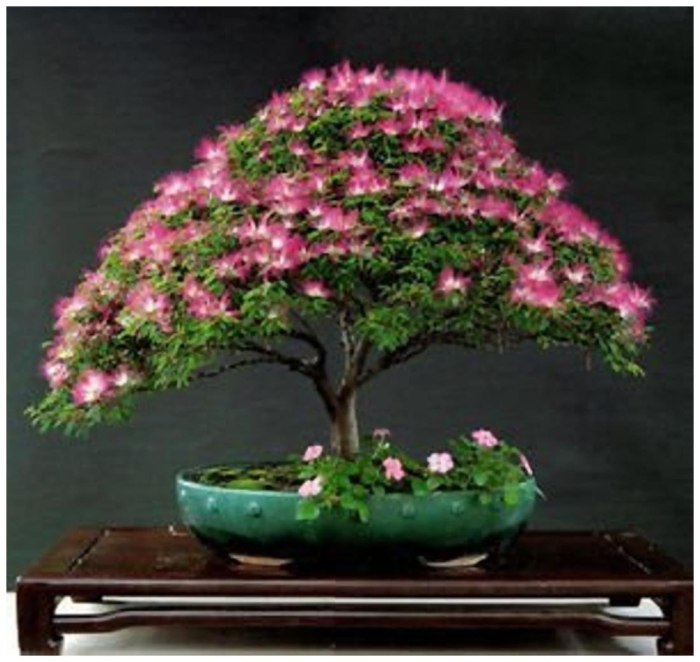 Альбиция ленкоранская бонсай