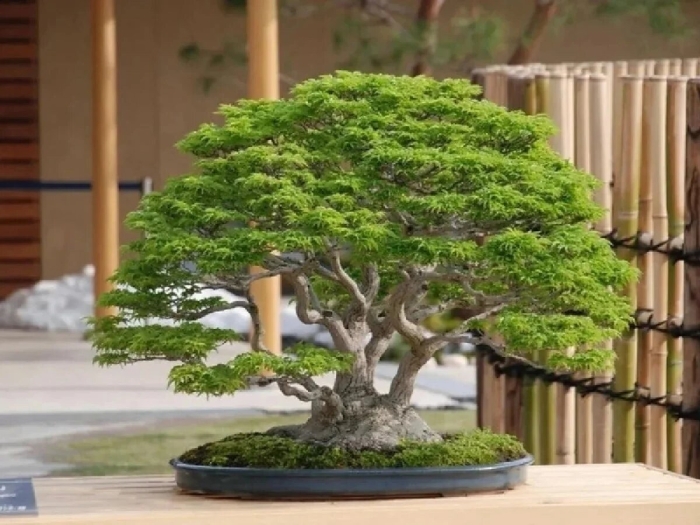 Багряник бонсай