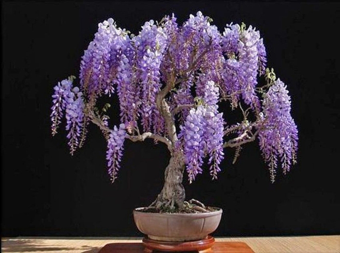 Глициния wisteria sinensis
