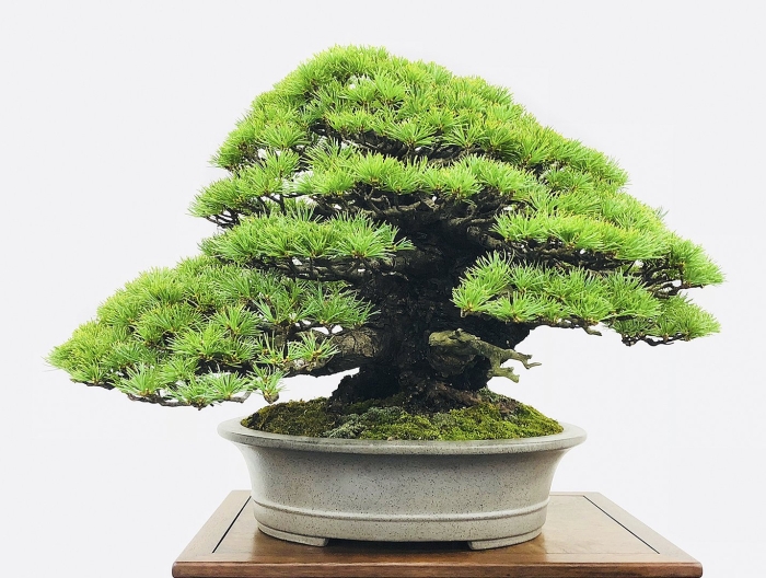 Бонсай исицуки