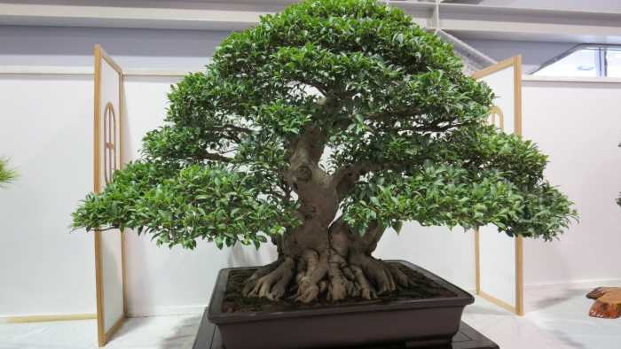 Ficus religiosa бонсай