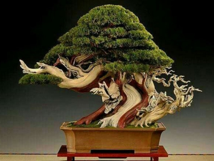 Бонсай индор