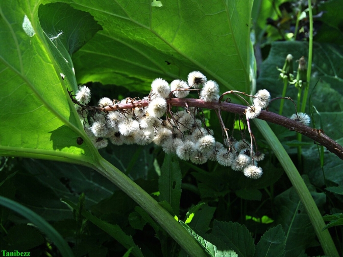 Белокопытник татеваки