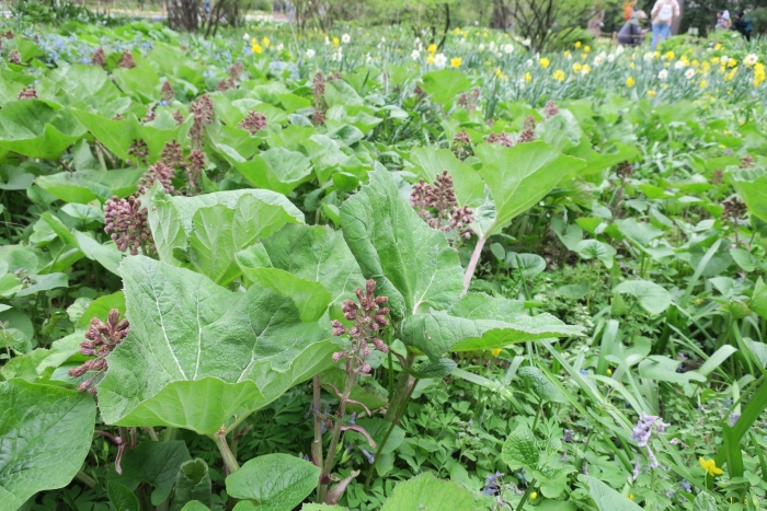 Белокопытник гибридный petasítes hýbridus