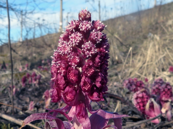 Белокопытник гибридный petasítes hýbridus