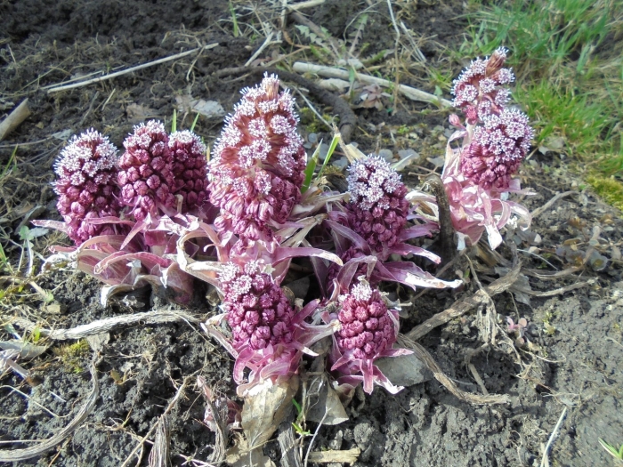 Белокопытник пурпурный