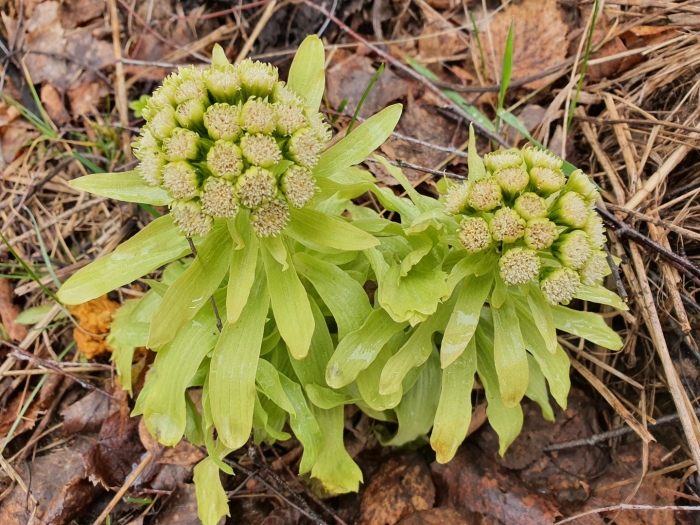 Белокопытник сибирский