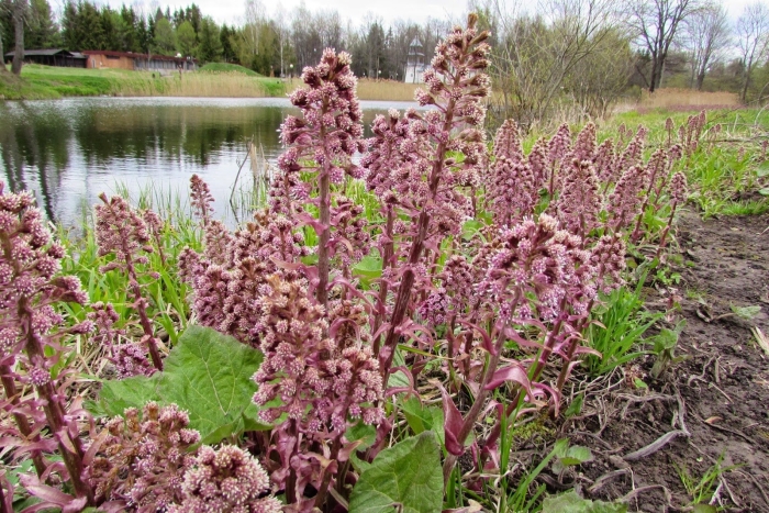 Белокопытник болотный