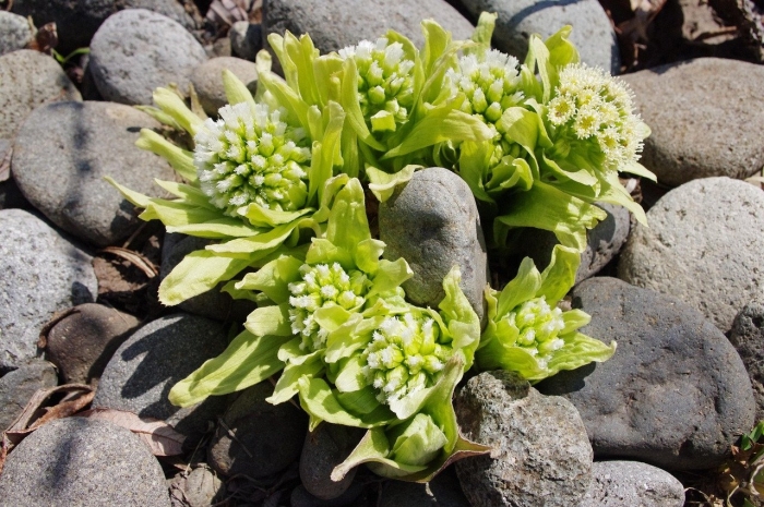 Белокопытник скальный