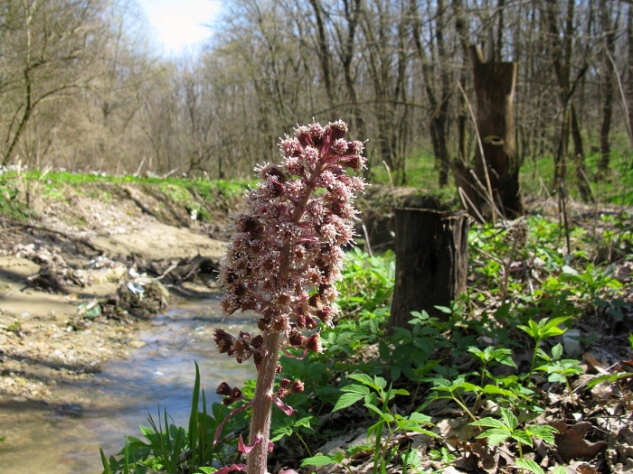 Белокопытник гибридный petasítes hýbridus