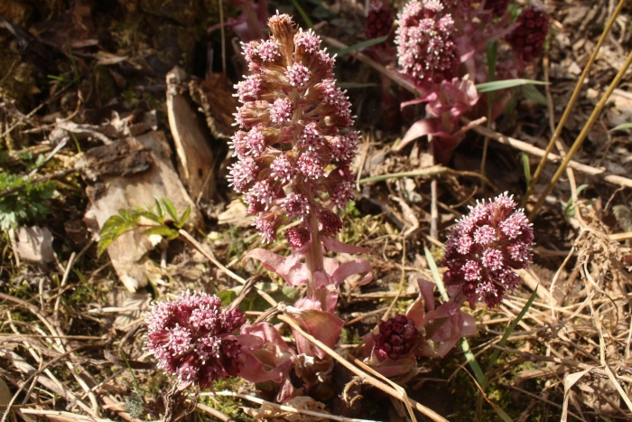 Белокопытник (petasites)