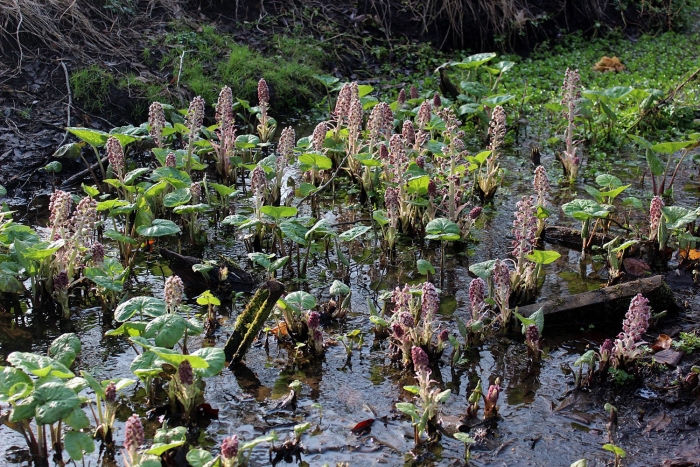 Белокопытник гибридный petasites hybridus