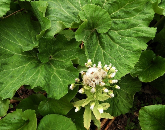 Белокопытник гибридный petasítes hýbridus