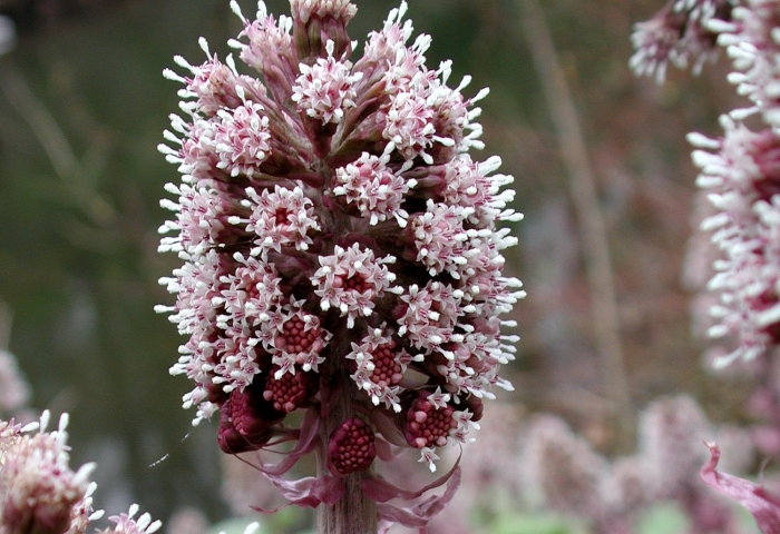 Белокопытник гибридный petasítes hýbridus