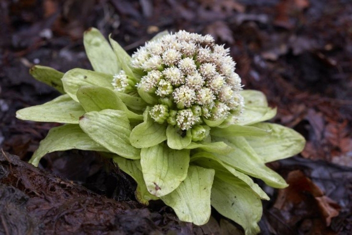 Petasites japonicus