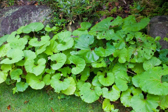 Белокопытник японский (petasites japonicus)