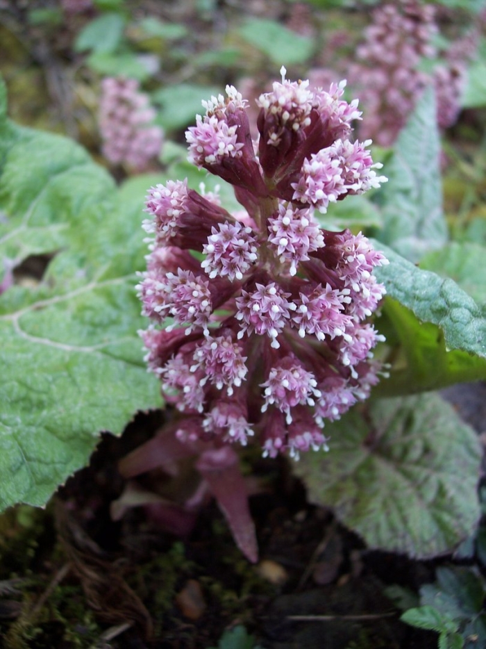 Белокопытник (petasites)