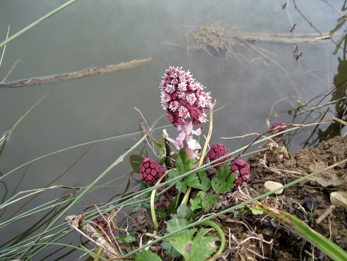 Белокопытник гибридный petasítes hýbridus