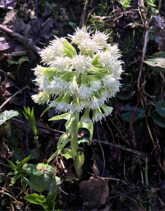 Белокопытник ложный petasites spurius